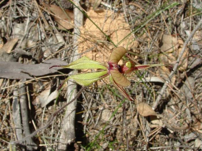 Caladenia - orchidaceae_short_sepelled_spider2.JPG